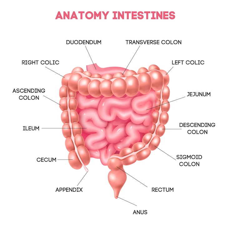 human-intestine-anatomy-diagram-with-duodenum-ileum-cecum-jejunum-appendix-rectum-anus-areas-realistic-vector-illustration_1284-71412